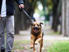 Pies poddczas spaceru biegnie, ciągnąc właściciela na smyczy. W tle widoczny jest opiekun pupila oraz drzewka i ścieżkę w parku.