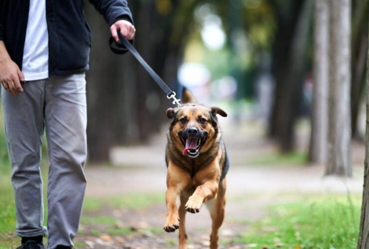 Pies poddczas spaceru biegnie, ciągnąc właściciela na smyczy. W tle widoczny jest opiekun pupila oraz drzewka i ścieżkę w parku.