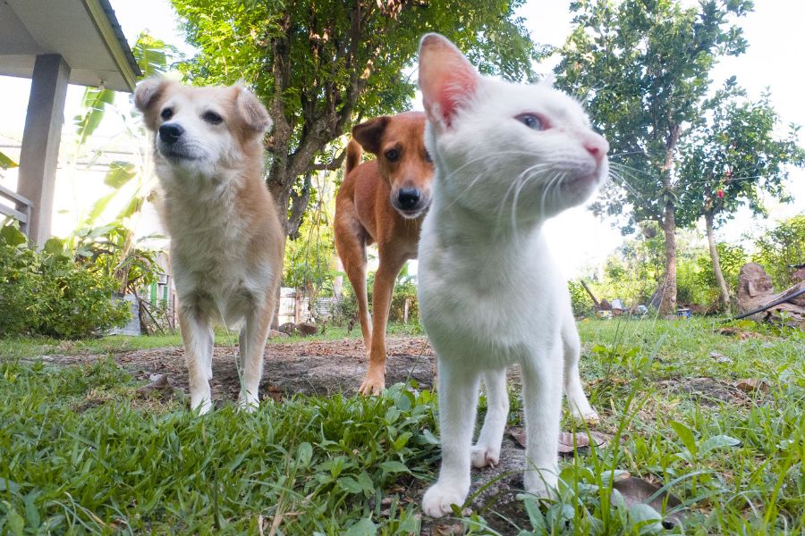 Biały kot stojący przed dwoma przyjaźnie nastawionymi psami. W tle widoczny jest przydomowy ogród.